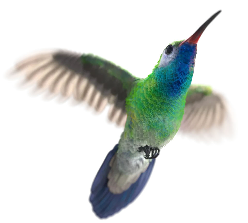A flying hummingbird.