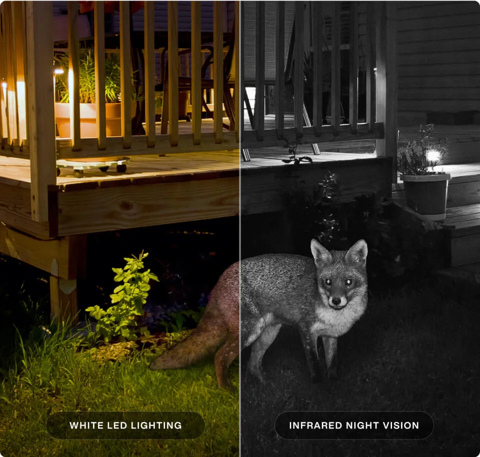 A fox is seen with white LED lighting and Infared Night Vision. 