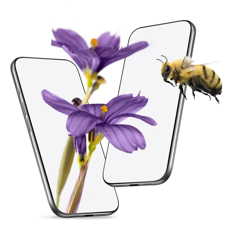 Two smartphones facing each other. A purple flower grows out of one smartphone and a bumble flies past the other.