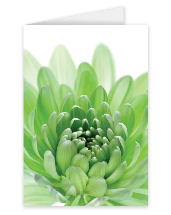 A card featuring a green flower bud opening