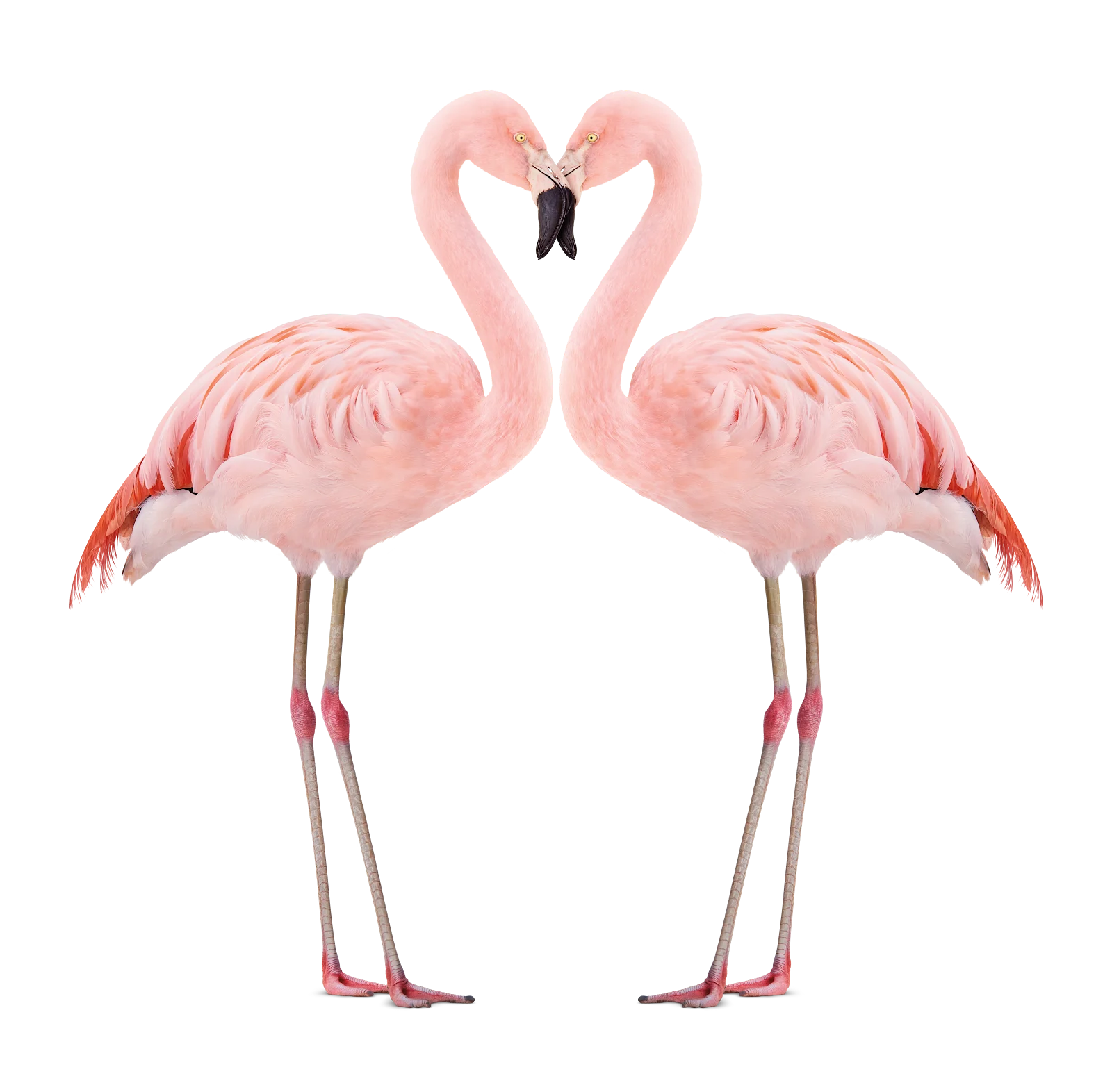 A TELUS Flamingo critter.