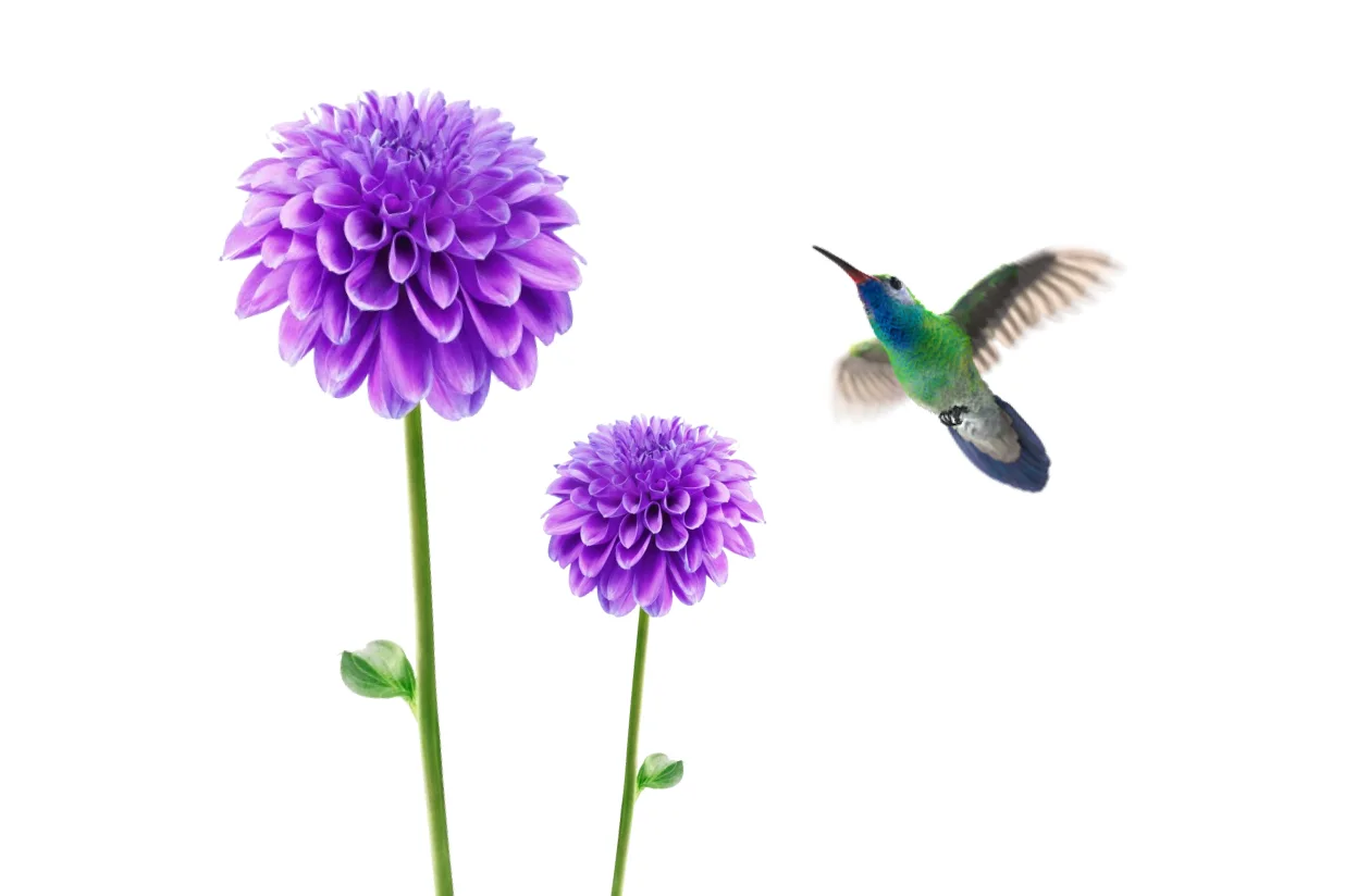A hummingbird is flying toward two purple dahlias.