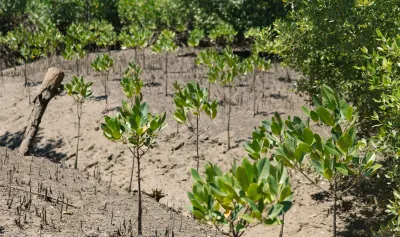 Mangrove forest in Kenya at low tide