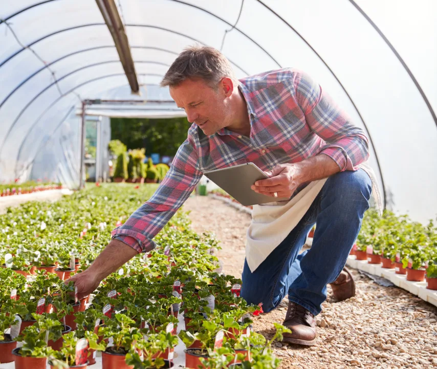 Un homme en chemise à carreaux s’occupe de rangées de jeunes plantes à l’intérieur d’une serre de plastique incurvée.