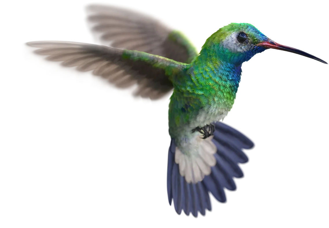 Hummingbird symbolisant les vitesses ultrarapides du réseau de TELUS.