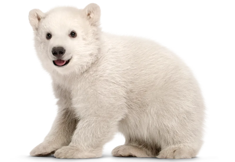 Polar bear cub next to the CFO message heading