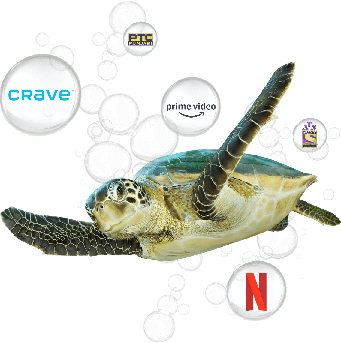 Turtle image with variety of TELUS TV partner logos.