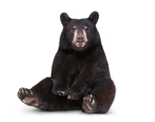 TELUS Critter - A black bear.