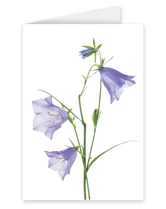 A card featuring a three-stemmed purple flower