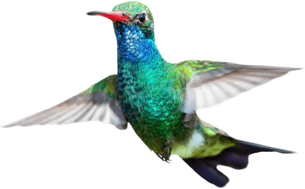 A colorful hummingbird rejoicing at the new TELUS 5-gigabit purefibre internet speed tier, the fastest available in western Canada.