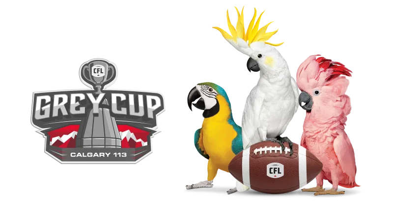 A football with the CFL logo on it sits next to a green chameleon. Above, a logo for the 113th Grey Cup.