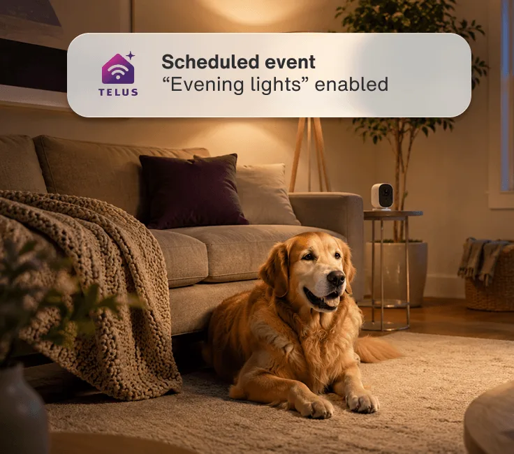 A dog sitting in a family room at night with a lamp and temperature monitor behind it. An app alert reads: ”Scheduled event - ‘Evening lights’ enabled”