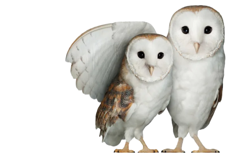 Two owls leaning against each other. The owl on the right is holding the owl on the left under its wing. 