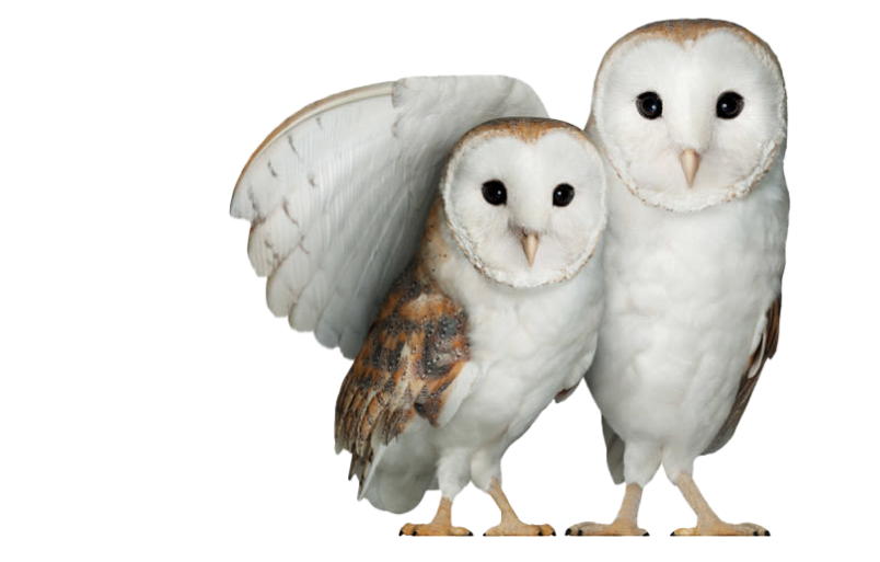 Two owls leaning against each other. The owl on the right is holding the owl on the left under its wing. 
