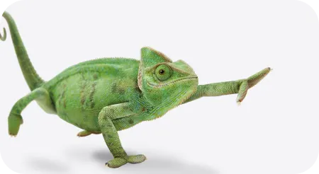 Green chameleon with it's arm stretched out