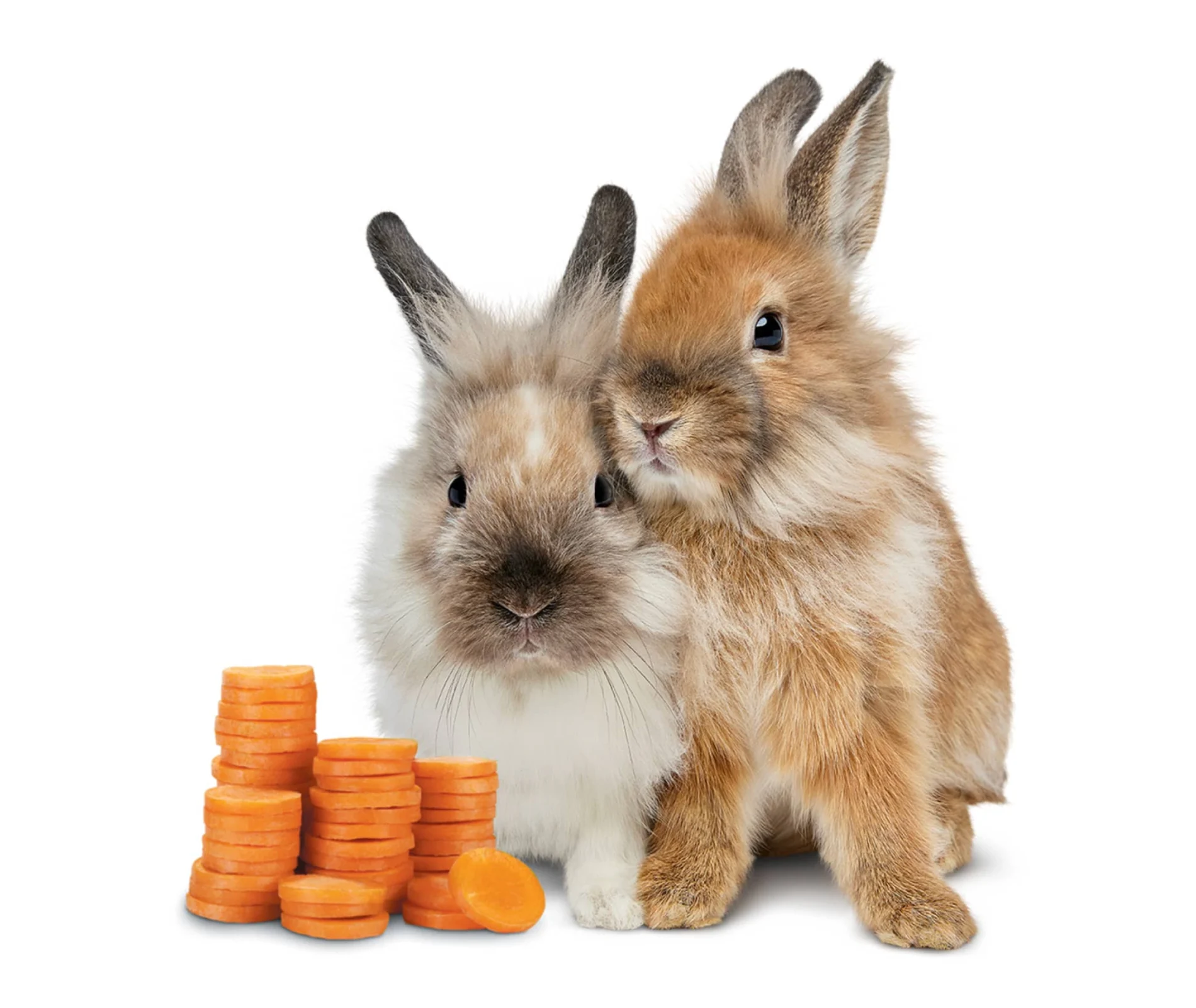 Bunnies with carrots that look like coins.