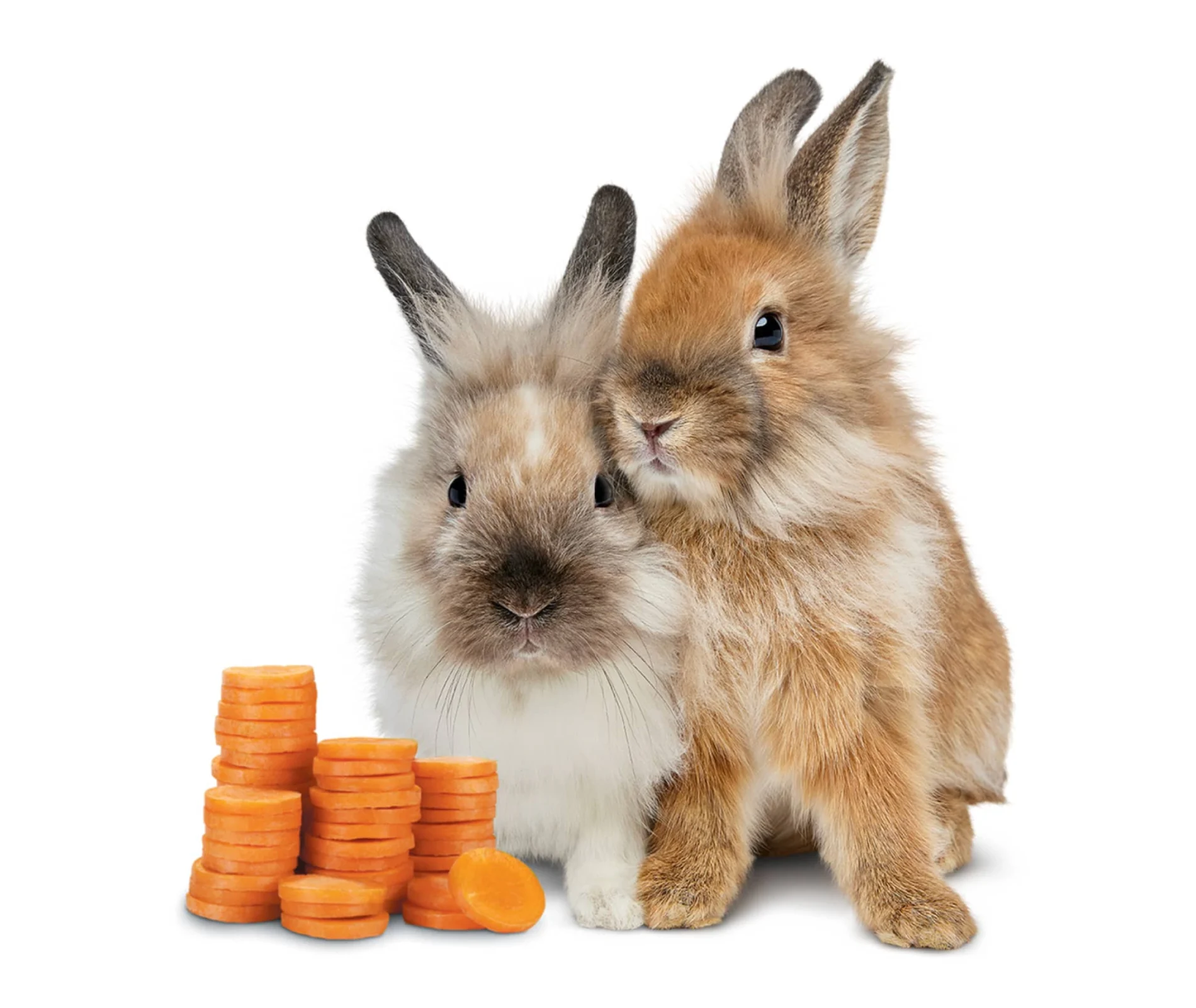 Lapins avec des carottes ressemblant à des pièces de monnaie.