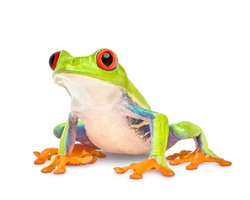 A red-eyed tree frog sitting.