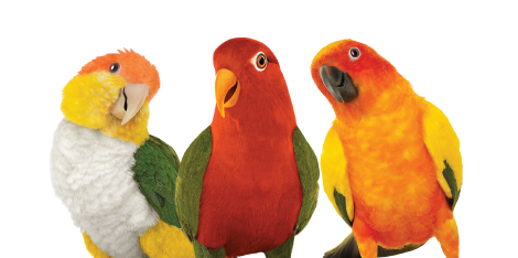 Three colourful parrots symbolizing the range of unlimited data plans available with TELUS.