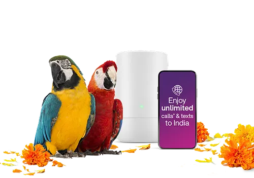 Two colorful macaw parrots - one blue and yellow, one red - positioned next to a smartphone with orange and yellow flower petals scattered around.