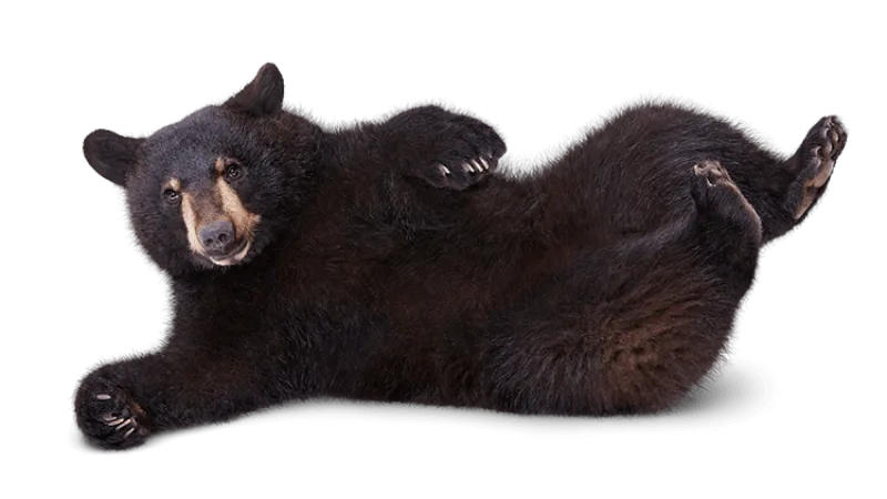 Un ourson noir étendu sur le dos.