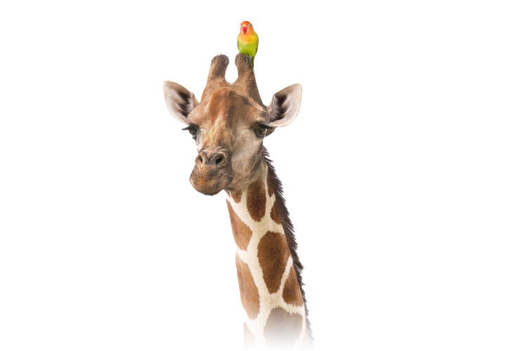 Une girafe avec un petit oiseau coloré perché sur sa tête.