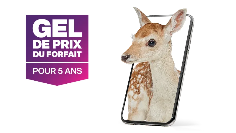 “Gel de prix du forfait pour 5 ans”. Un téléphone intelligent montre l’image d’un chevreuil regardant au loin.