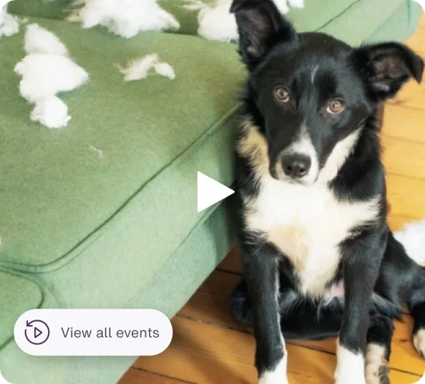 Black and white puppy sitting on green couch with app interface