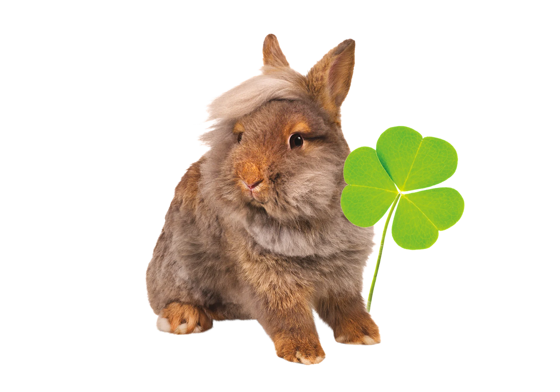 An image of a bunny with a three leaf clover.