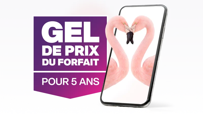 Gel de prix du forfait pour 5 ans. Deux flamants roses se câlinent dans un téléphone intelligent.
