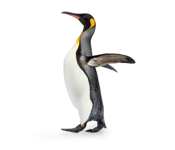 An emperor penguin with its wings up.