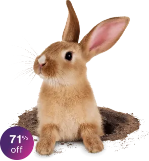 A golden rabbit digging its way out of a hole next to a round sticker that says “71% off”.