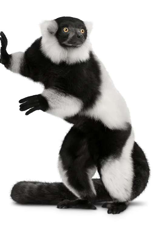 A TELUS lemur leaning on the left of the webpage.