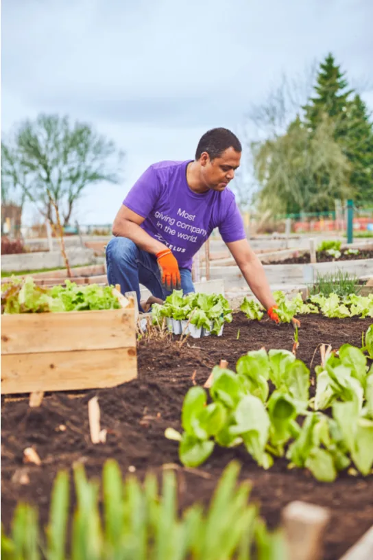 A TELUS team member planting a community garden
