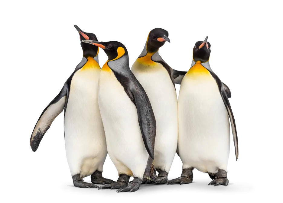 A group of 4 emperor penguins huddled together.