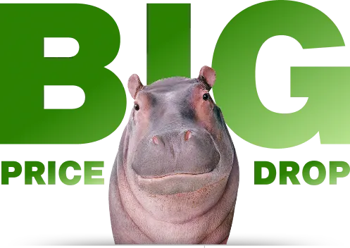 Big Price Drop. Hippopotamus.