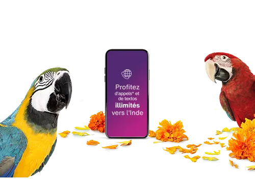 Deux perroquets aras positionnés autour d'un téléphone intelligent avec un texte promotionnel indiquant « Profitez d'appels et de textos illimités vers l'Inde » avec des pétales de fleurs orange et jaunes dispersés autour.