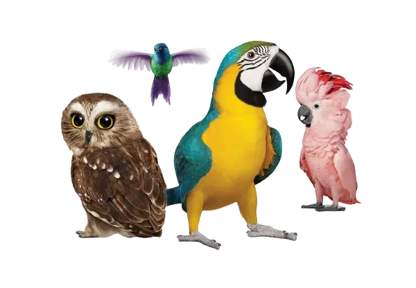 4 TELUS Critters - An owl and a yellow macaw stand at the front, with a flying hummingbird and a pink cockatoo at the back.