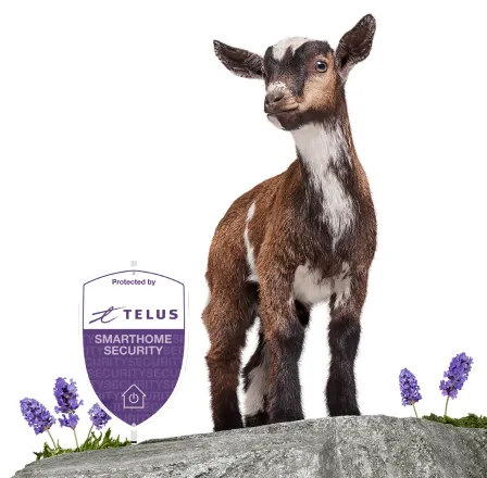 A goat is at the top of a mountain with a TELUS lawn sign.