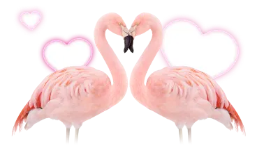 Two flamingos facing each other with their beaks touching. Neon pink hearts float in the background.