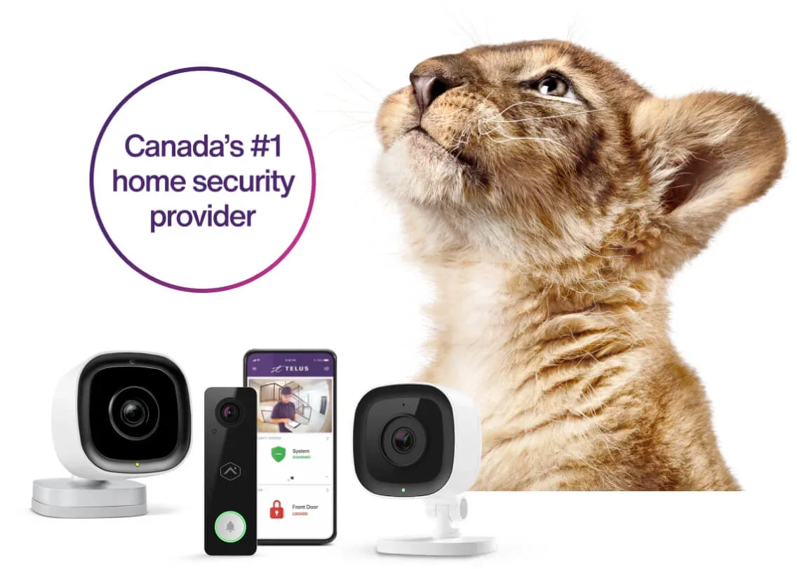 A lion looks up surrounded by indoor, outdoor and doorbell cameras from Canada’s #1 home security provider.