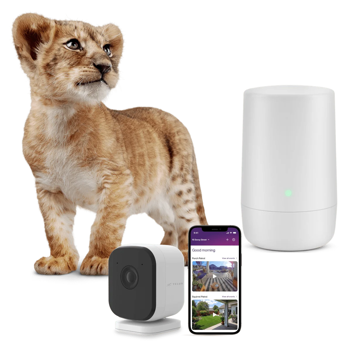 A lion cub next to a TELUS WiFi modem, doorbell camera, and a smartphone. The smartphone has the TELUS SmartHome app open.