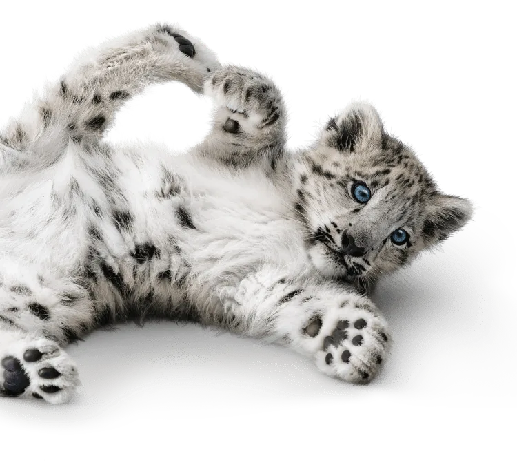 A playful snow leopard wants you to sign up for sign up for our newsletter so you never miss another deal.