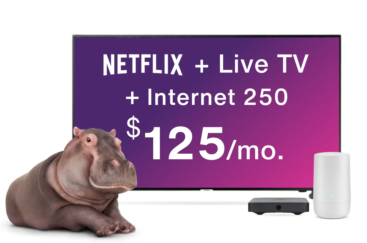 A hippo sitting next to a TV, digital box and modem. The TV screen displays the text: Netflix + Live TV + Internet 250 for $125/month.