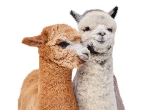 A brown alpaca and a grey alpaca leaning against each other.