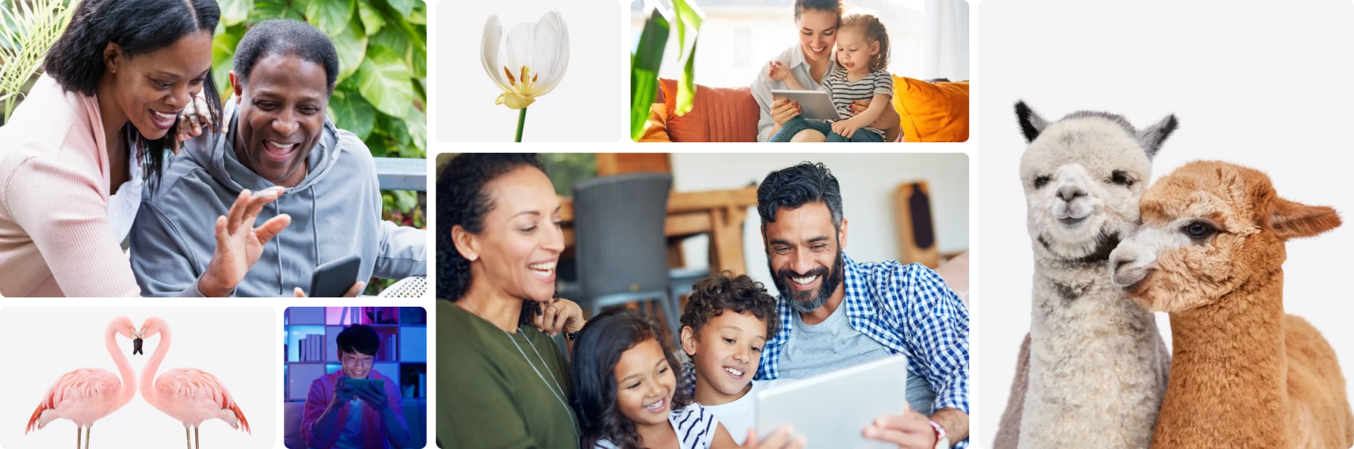 Multiple images of happy telus customers enjoying the benefits of our superior products. Also images of TELUS mascots, including lammas, flamingoes and flowers