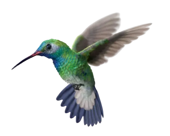 Un colibri