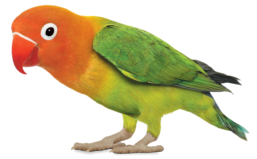 An orange and yellow and green parakeet