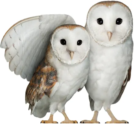 Two barn owls