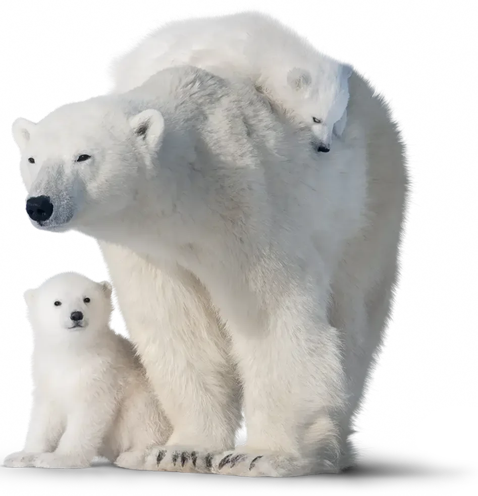 Mother polar bear and two cubs next to the report title